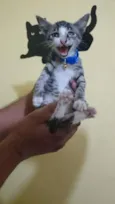 Pirata