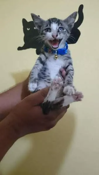 Gato ra a  idade 2 a 6 meses nome Pirata