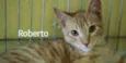 Roberto