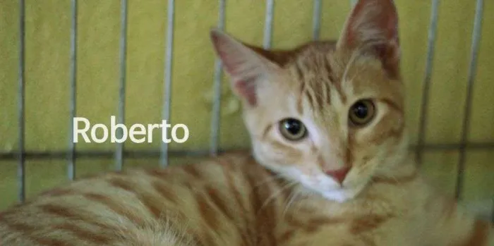 Gato ra a  idade 2 a 6 meses nome Roberto