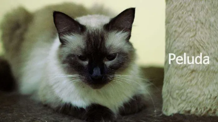 Gato ra a  idade 1 ano nome Siamesa peluda