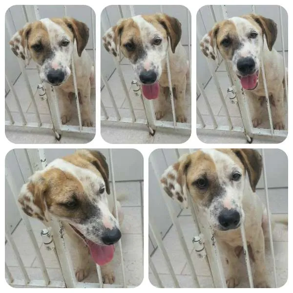 Cachorro ra a SRD idade 2 a 6 meses nome JUQUINHA