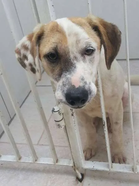 Cachorro ra a SRD idade 2 a 6 meses nome JUQUINHA
