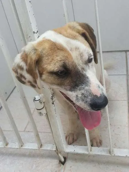 Cachorro ra a SRD idade 2 a 6 meses nome JUQUINHA