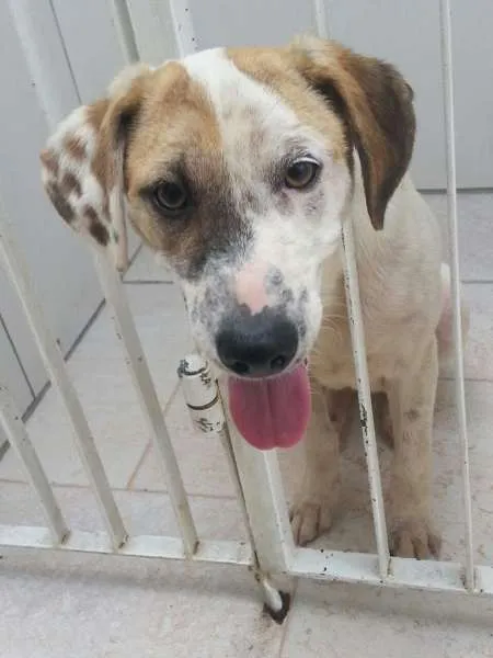 Cachorro ra a SRD idade 2 a 6 meses nome JUQUINHA