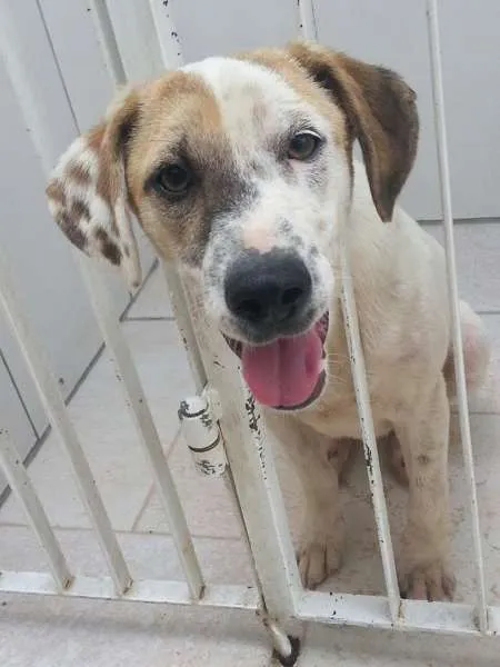 Cachorro ra a SRD idade 2 a 6 meses nome JUQUINHA
