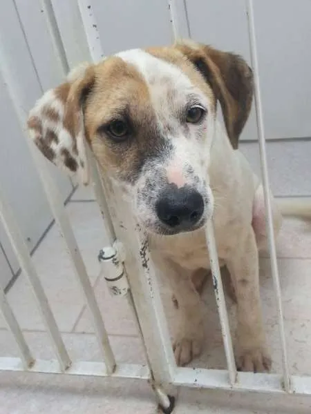 Cachorro ra a SRD idade 2 a 6 meses nome JUQUINHA