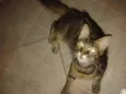 mimi