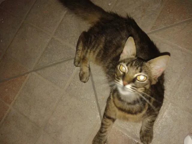 Gato ra a comum idade 2 anos nome mimi