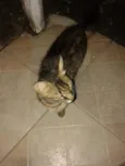 mimi
