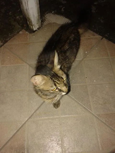 Gato ra a comum idade 2 anos nome mimi