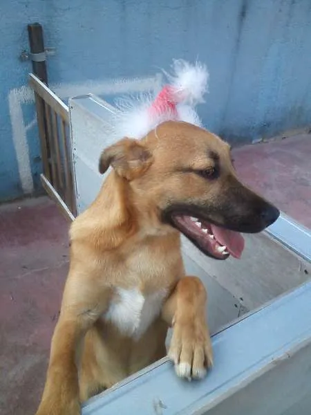 Cachorro ra a SRD idade 7 a 11 meses nome PITTI