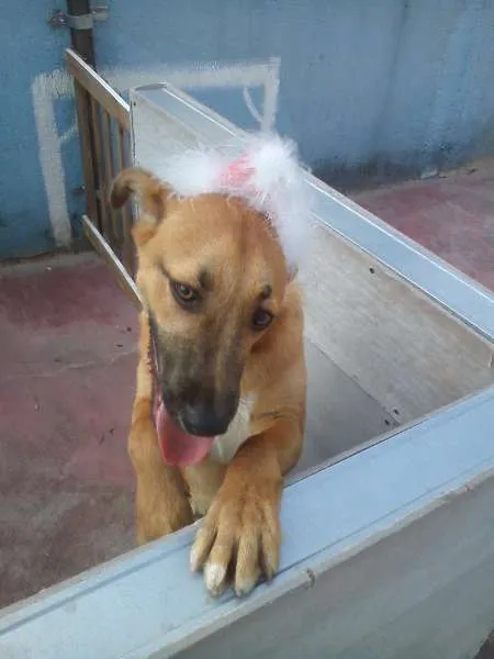 Cachorro ra a SRD idade 7 a 11 meses nome PITTI
