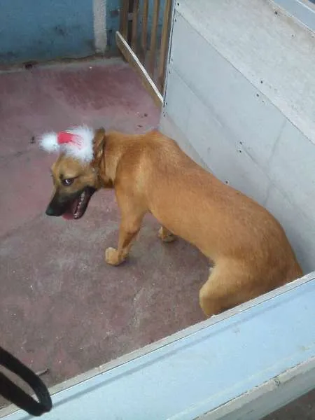 Cachorro ra a SRD idade 7 a 11 meses nome PITTI