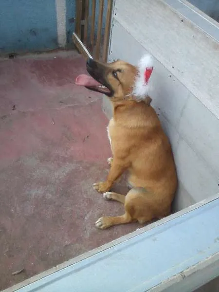 Cachorro ra a SRD idade 7 a 11 meses nome PITTI