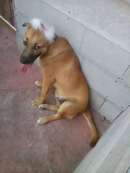 Cachorro ra a SRD idade 7 a 11 meses nome PITTI