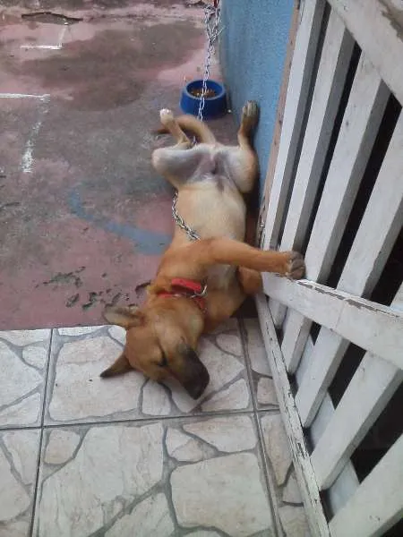 Cachorro ra a SRD idade 7 a 11 meses nome PITTI
