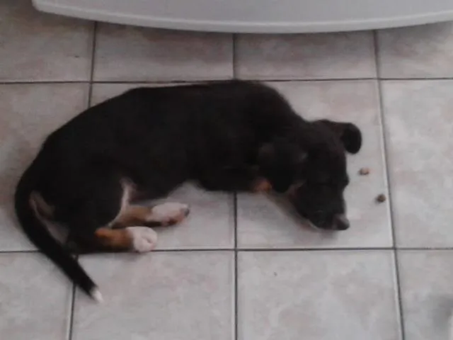 Cachorro ra a srd idade 2 a 6 meses nome sem nome
