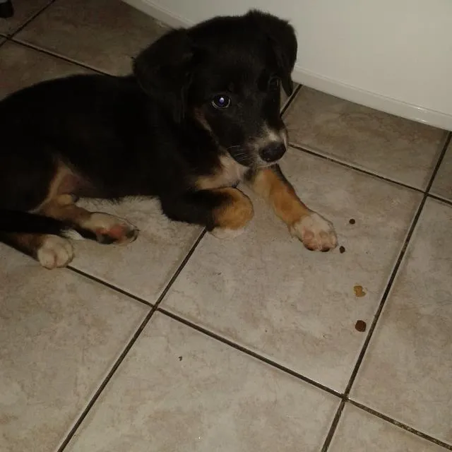 Cachorro ra a srd idade 2 a 6 meses nome sem nome