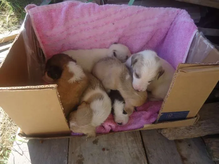 Cachorro ra a  idade 2 a 6 meses nome não tem