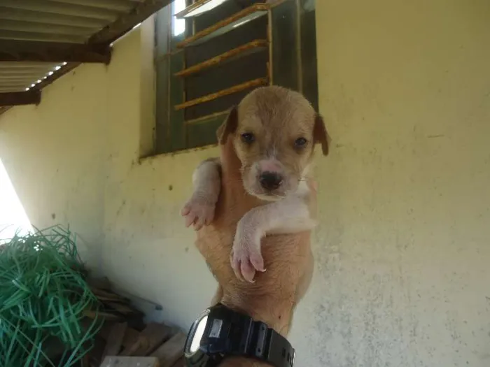 Cachorro ra a  idade 2 a 6 meses nome não tem