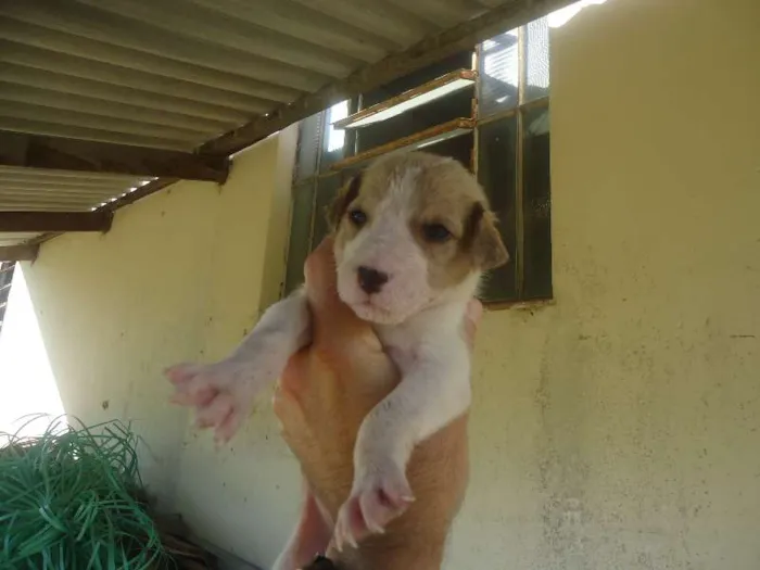 Cachorro ra a  idade 2 a 6 meses nome não tem