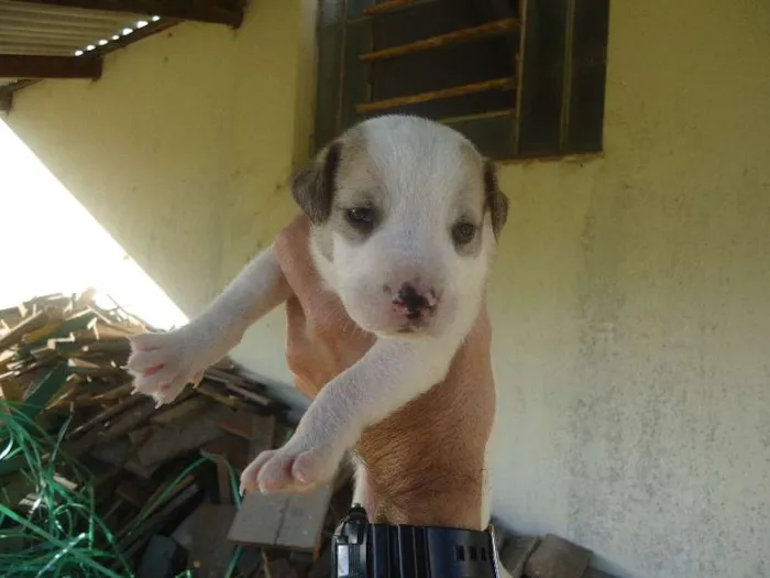 Cachorro ra a  idade 2 a 6 meses nome não tem