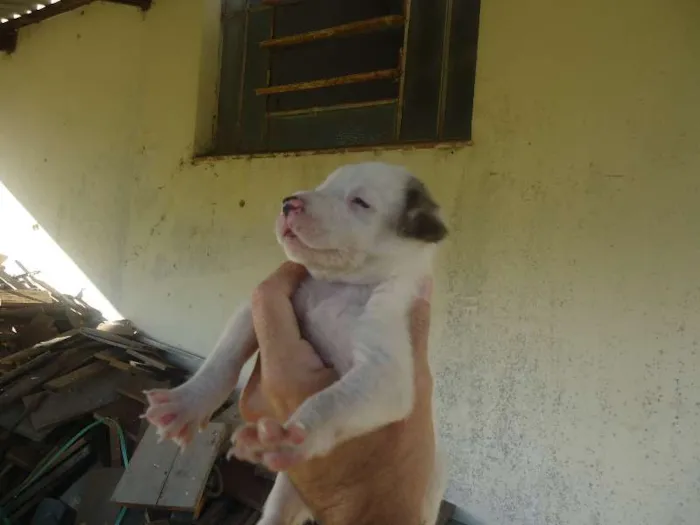 Cachorro ra a  idade 2 a 6 meses nome não tem