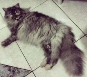 Gato raça PERSA/ ANGORÁ idade 6 ou mais anos nome NATHAXA