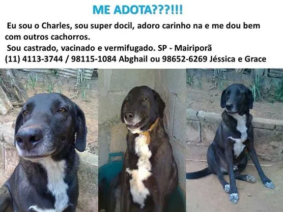 Cachorro ra a  idade 6 ou mais anos nome Charles