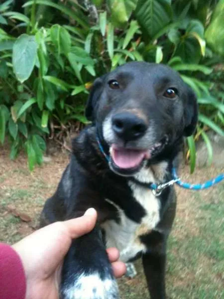 Cachorro ra a  idade 6 ou mais anos nome Charles