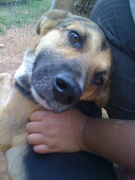 Cachorro ra a  idade 6 ou mais anos nome Will