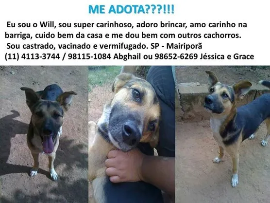 Cachorro ra a  idade 6 ou mais anos nome Will