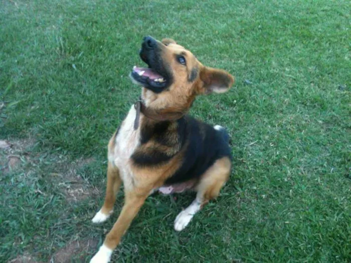 Cachorro ra a  idade 6 ou mais anos nome Will