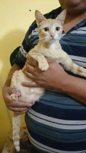 Gato ra a  idade  nome Margarida