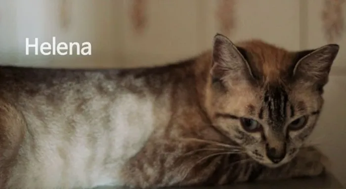 Gato ra a  idade 1 ano nome Helena