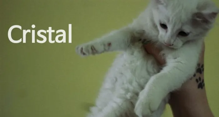 Gato ra a  idade 2 a 6 meses nome Cristal