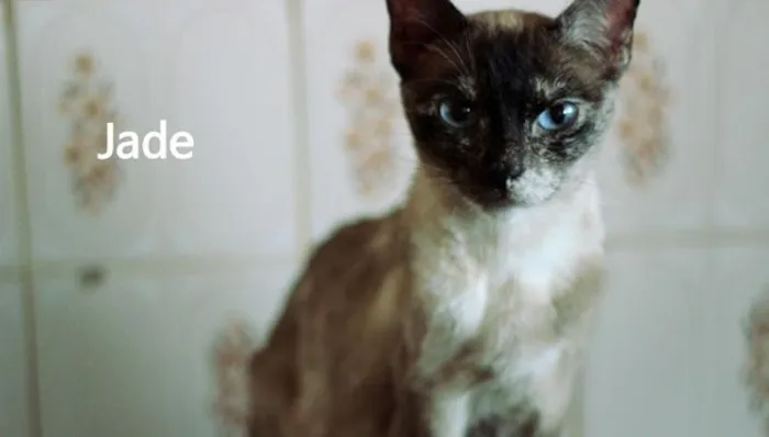 Gato ra a  idade 1 ano nome Jade
