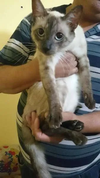 Gato ra a  idade 7 a 11 meses nome Leleco