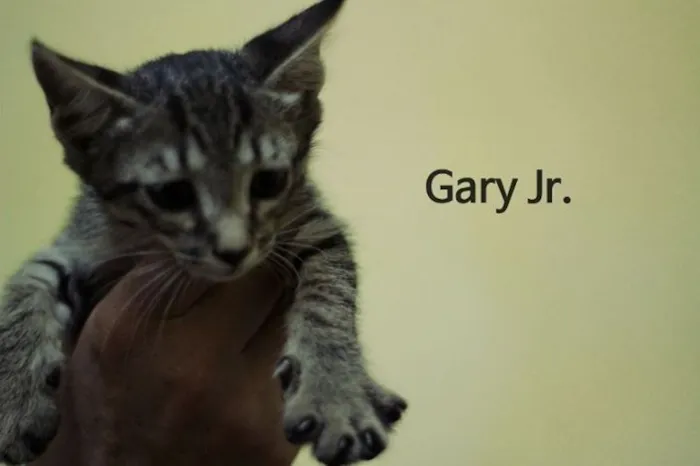 Gato ra a  idade 2 a 6 meses nome Gary