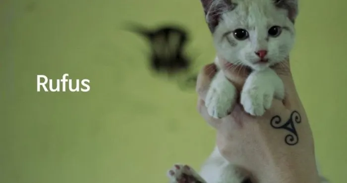 Gato ra a  idade 2 a 6 meses nome Rufus
