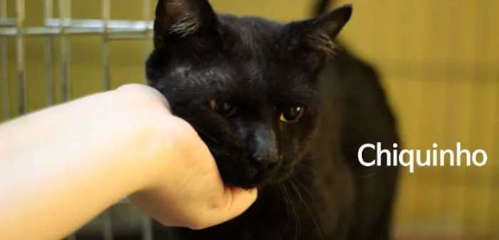 Gato ra a  idade 1 ano nome Chiquinho