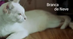 Gato raça  idade 1 ano nome Branca de neve