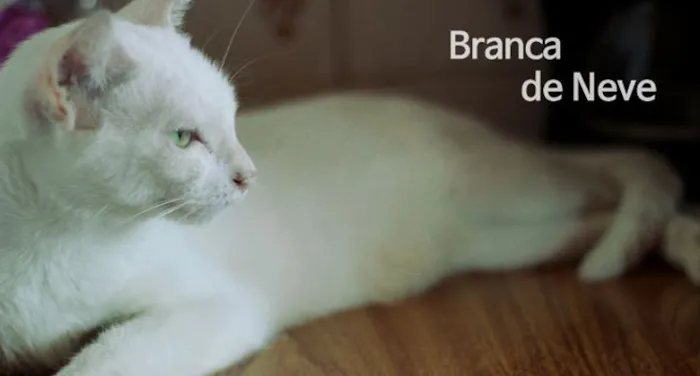 Gato ra a idade 1 ano nome Branca de neve