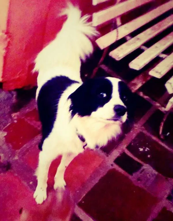 Cachorro ra a Border collie idade 3 anos nome Bethoven