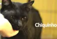 Chiquinho