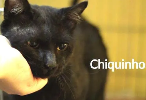 Gato ra a  idade 1 ano nome Chiquinho