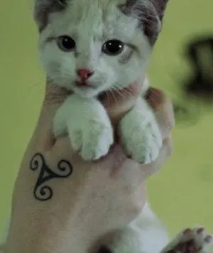 Gato raça  idade 2 a 6 meses nome Rufus