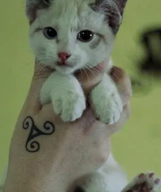 Gato ra a  idade 2 a 6 meses nome Rufus