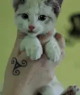 Rufus